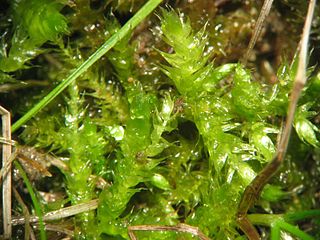 Brachytheciaceae Family of mosses