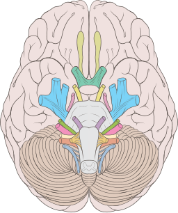 lower view of the brain