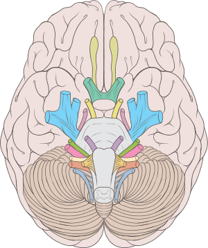 Brain human normal inferior view.svg