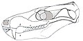 Cranio di Brasilodon