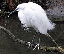 The little egret is a recent colonist that first bred in 2001. Bristol.zoo.little.egret.arp.jpg