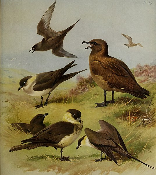 File:British birds (1915) (20416709835).jpg