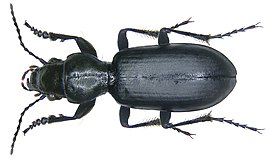 Головастая жужелица (Broscus cephalotes)