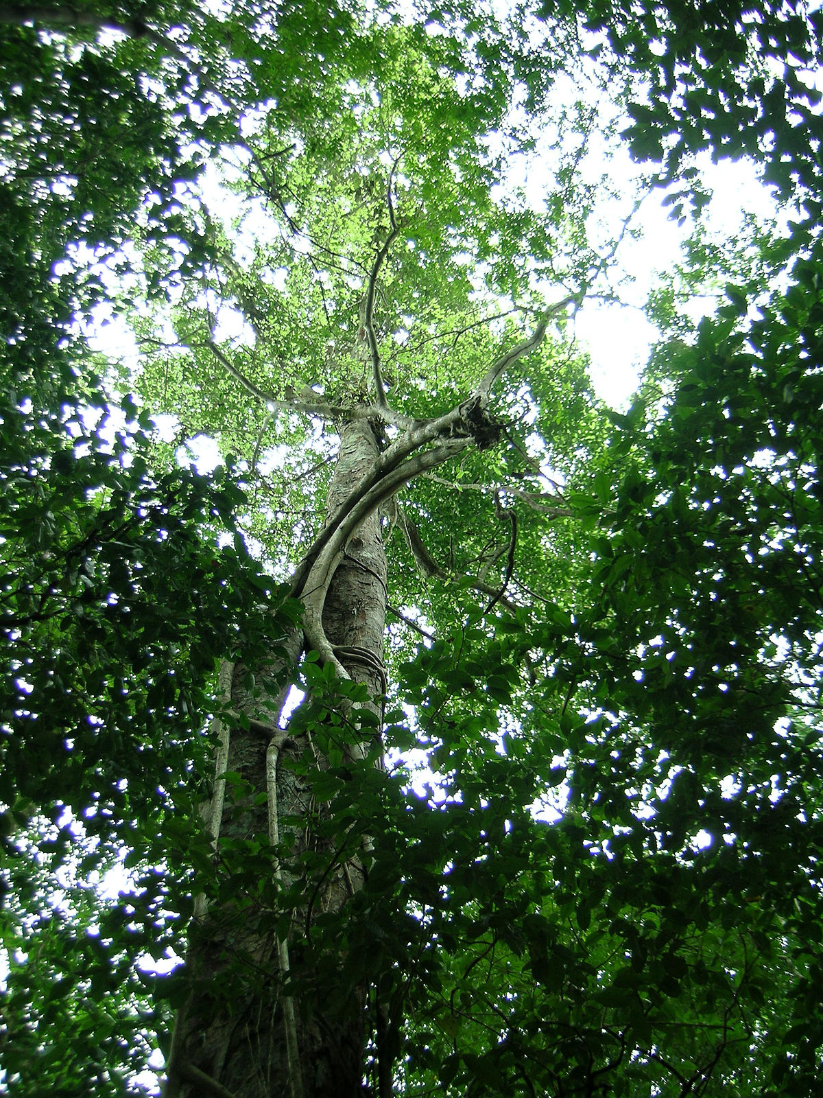 Arbol De Caucho En Peru