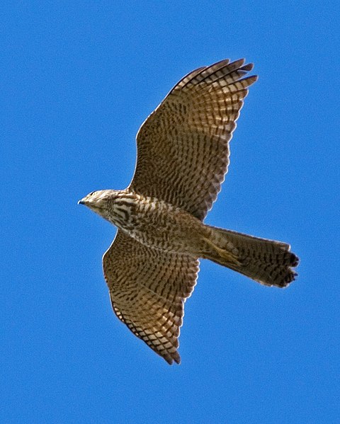 File:Brown Goshawk (Immature).jpg