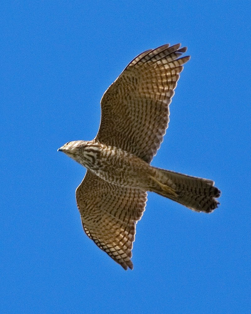 Brown Goshawk (Immature).jpg