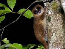 Brown Mouse Lemur, Nosy Mangabe, Madagascar.jpg