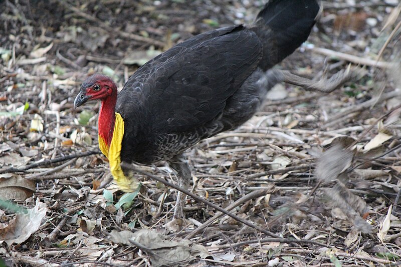 File:BrushTurkey1 MtCootThaBrisbane 2012 08 19.jpg