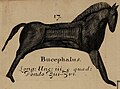 "Bucephalus" (probably a simple horse figure or attribute of Epona or similar Gallo-Roman or Romano-British deity)