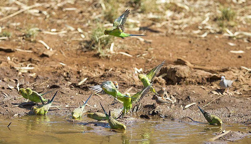 File:Budgie (8022436701).jpg