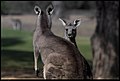 Buiobuione - kangaroo at kangaroos island 4.jpg