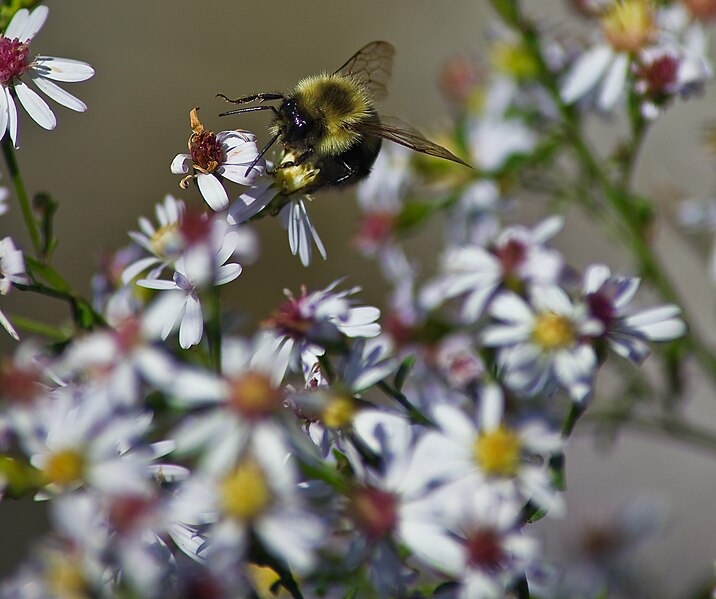 File:Bumble-bee-reaching-flower - West Virginia - ForestWander.jpg