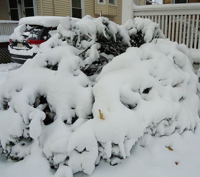 File:Bush with branches bent by snowfall.jpg