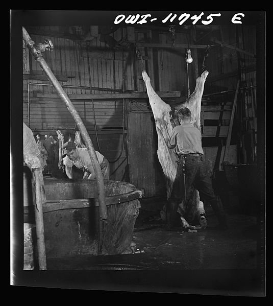 File:Butchering a steer in the Lutz slaughterhouse 8d23604v.jpg