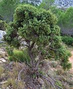 Càdec a la serra de Bèrnia.JPG