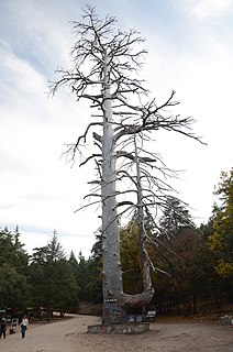 Cèdre Gouraud Forest