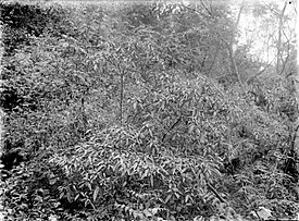 COLLECTIE TROPENMUSEUM Parasponia-vegetatie iets beneden de Kawah Idjen Oost-Java TMnr 10006089.jpg