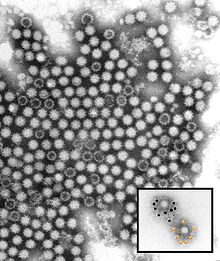 Rabbit Calicivirus CSIRO CSIRO ScienceImage 2009 Rabbit Calicivirus.jpg