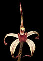 Caladenia drummondii