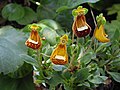 Calceolaria 'Walter Shrimpton'