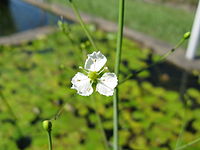 Caldesia parnassiifolia2.jpg