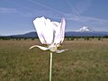 Calochortus longebarbatus var. longebarbatus in Klickitat County, Washington