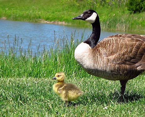 Canada Geese in Toronto