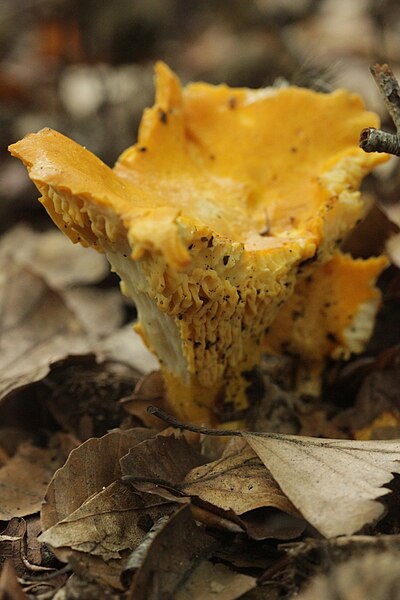 File:Cantharellus cibarius (36805092431).jpg