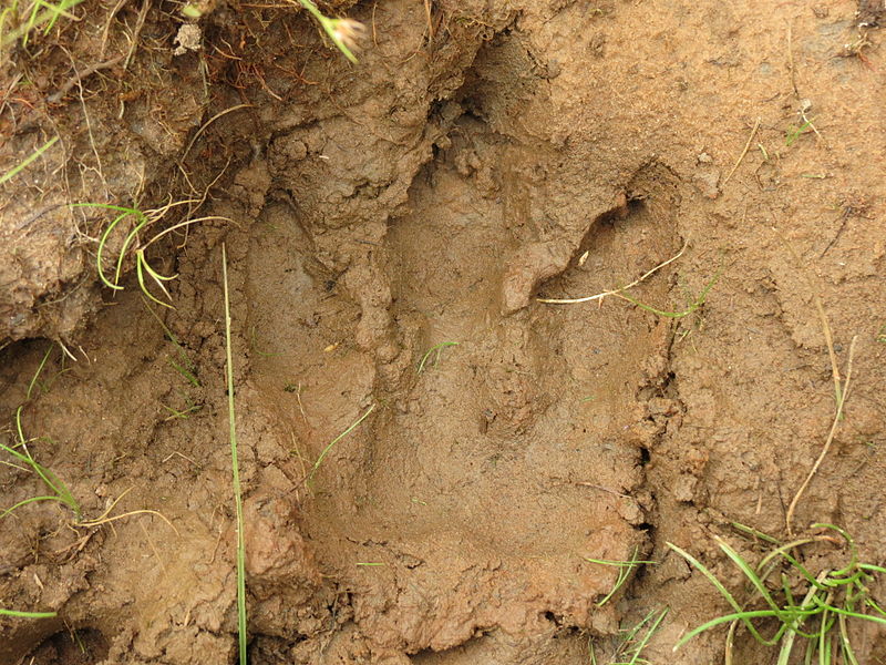 File:Capybara hindleg footprint.JPG