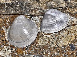 Fósiles de L. crassum do Plioceno, en Italia.