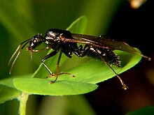 Camponotus pennsylvanicus, mâle ailé.