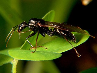 Black carpenter ant Species of ant