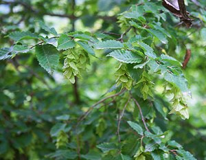 Carpinus orientalis 1.jpg