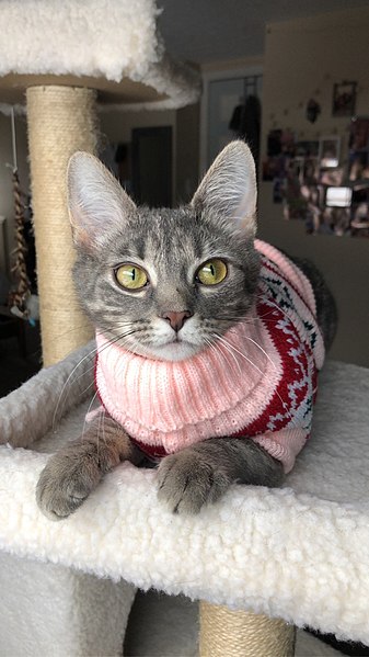 File:Cat in Festive Sweater.jpg