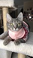 Cat in Festive Sweater.jpg