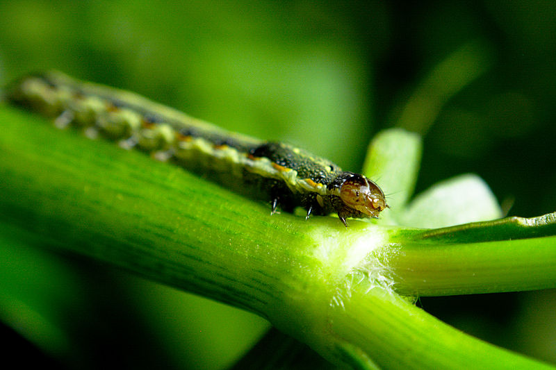 File:Caterpillar (unidentified).jpg