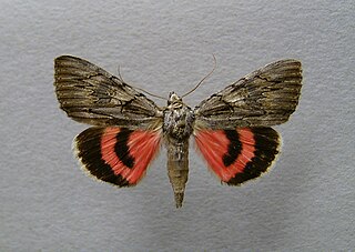 <i>Catocala optata</i> Species of moth