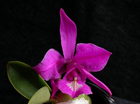 Cattleya mesquitae.jpg