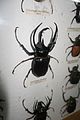Caucasus Beetle (25324105364).jpg