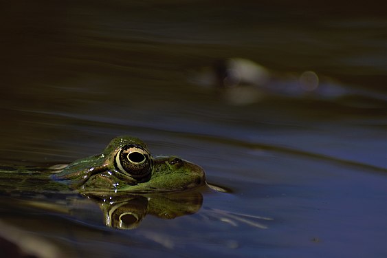 Balkan frog (Pelophylax kurtmuelleri) observing cautiously from the surface of the water. Photograph: Lioupis Nikolaos