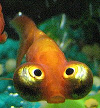 Himmlisches Auge goldfish.jpg