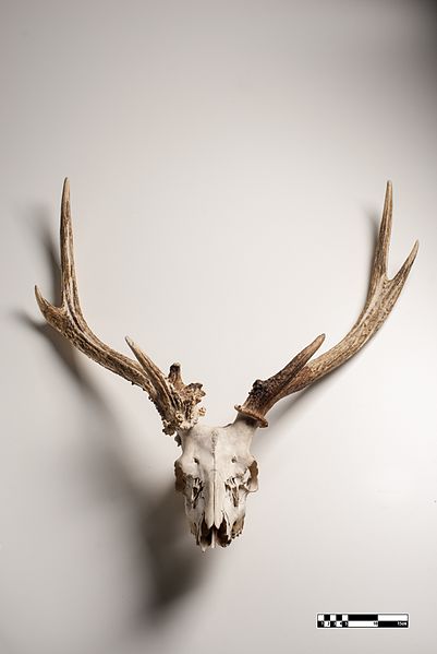 File:Cervid skull-FMVZ USP-21.jpeg