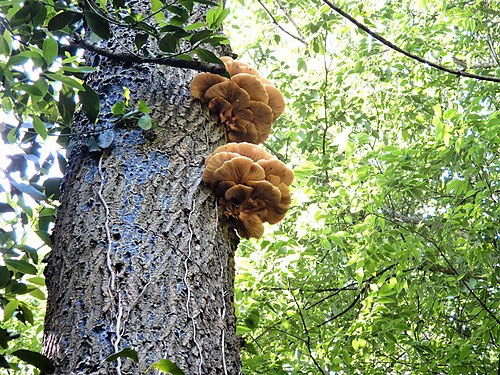 Cespi di funghi Pleurotus cornucopiae cresciuti sul tronco di una quercia