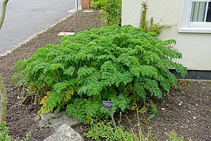 Azorean calf head (Chaerophyllum azoricum), in Hillier Gardens, England