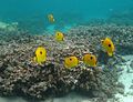 A group of Yellow teardrop butterflyfish Chaetodon (Lepidochaetodon) interruptus