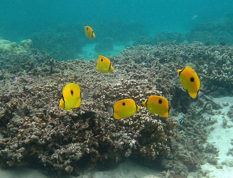 File:Chaetodon interruptus, groupe.jpg