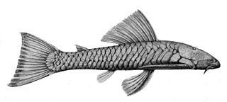 <i>Chaetostoma marginatum</i> Species of catfish