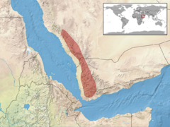 areal jemenskog kameleona