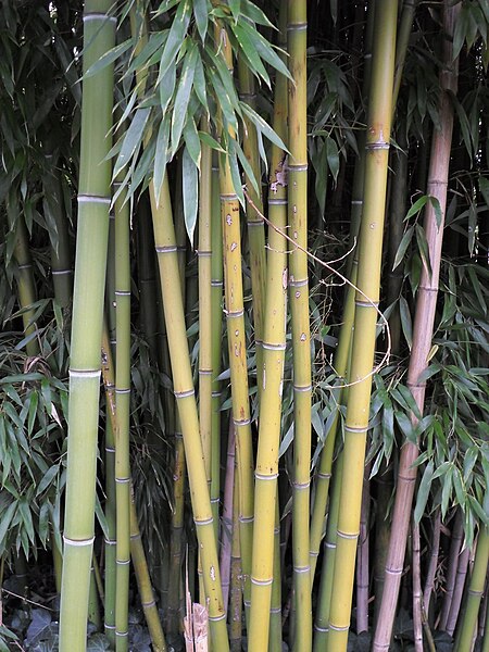 File:Chaume de bambou bamboo stalk VAN DEN HENDE ALAIN CC BY SA 40 02001.jpg