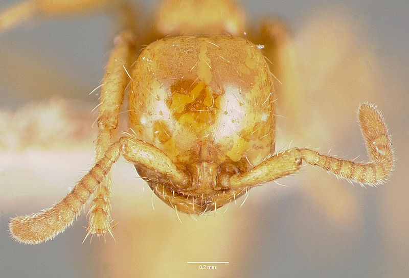 File:Cheliomyrmex megalonyx casent0006115 head 1.jpg